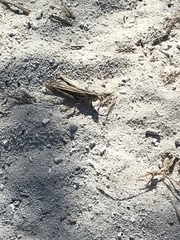 Schistocerca americana