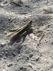 Schistocerca americana