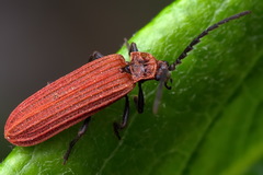 Lopheros rubens