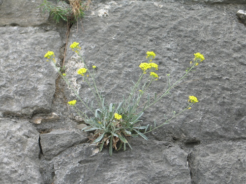 taričník skalný (Aurinia saxatilis)