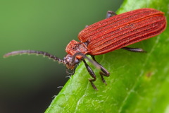 Lopheros rubens