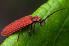 Lopheros rubens