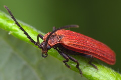 Lopheros rubens