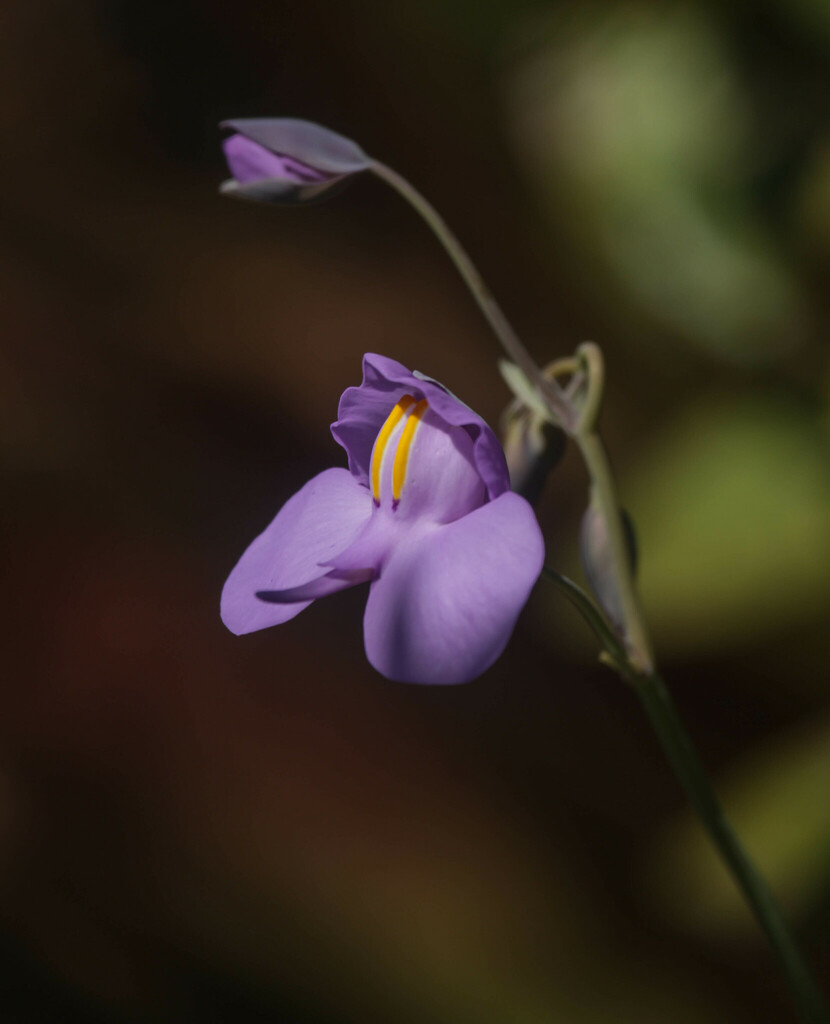 Utricularia cornigera Studnicka