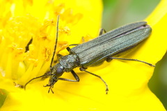 Oedemera lurida