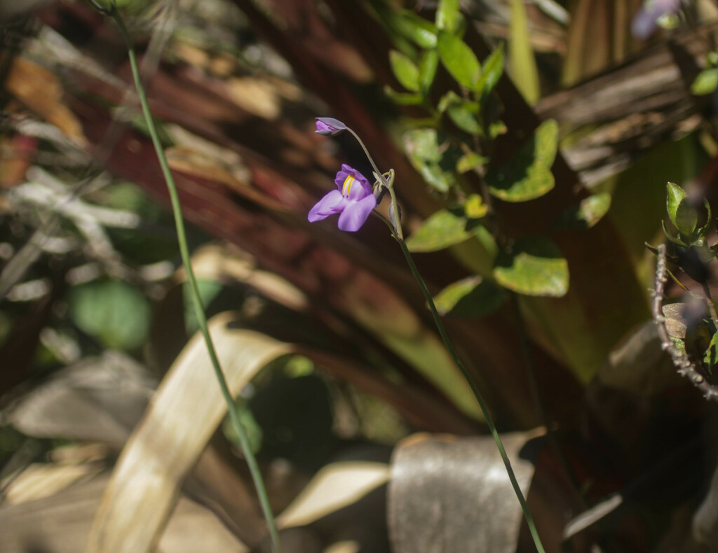 Utricularia cornigera Studnicka 2