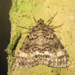 Pseudocoremia indistincta