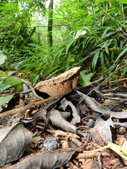 Calvatia fragilis