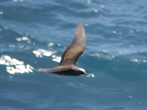 Black Noddy (melanogenys)