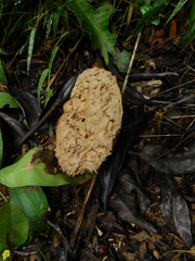 Calvatia fragilis