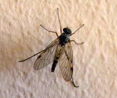 Rhagio