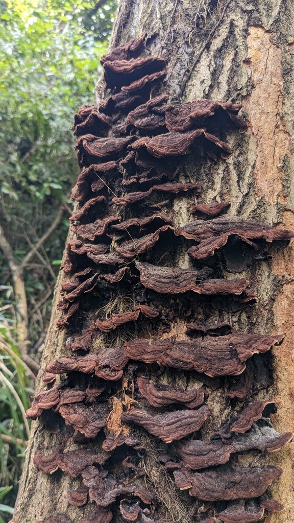 Punctularia strigosozonata