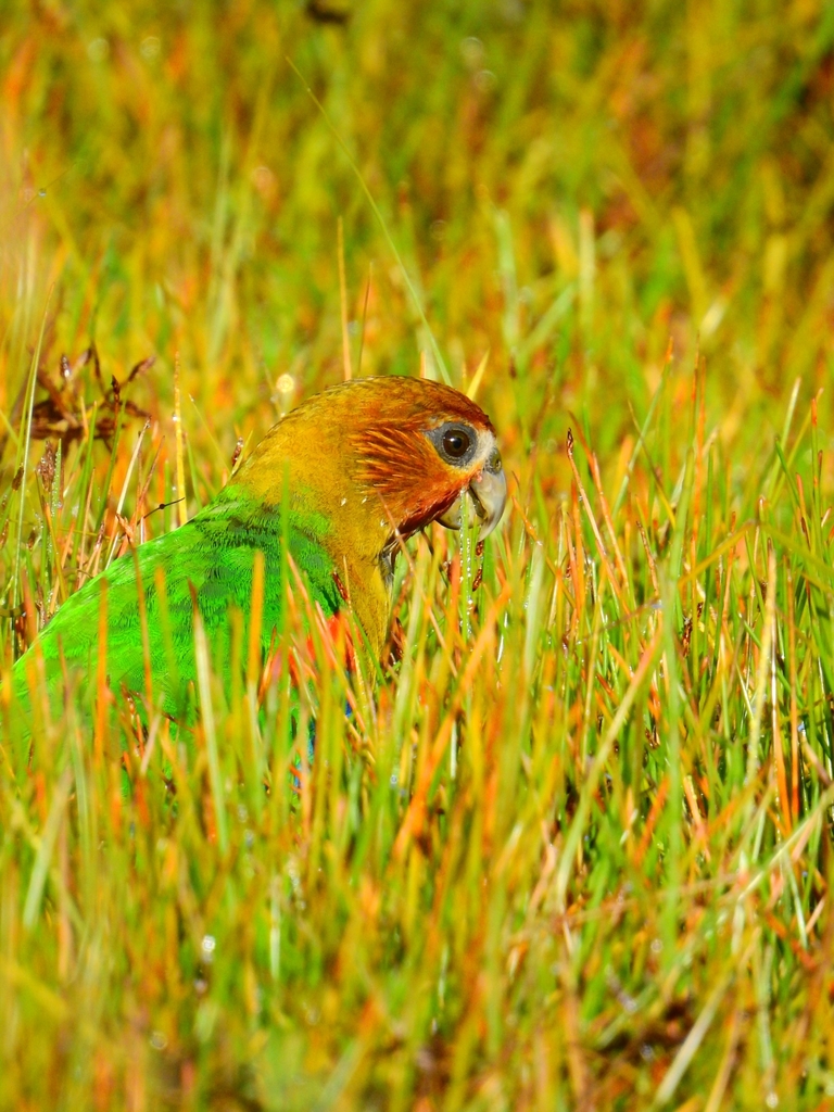 Rusty-faced Parrot in October 2023 by Edwin Múnera Chavarría · iNaturalist