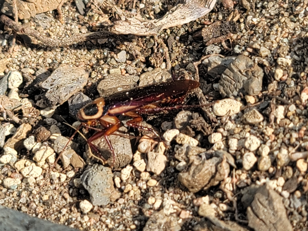 Australian Cockroach from Montréal, QC H1X 2B4, Canada on October 2 ...