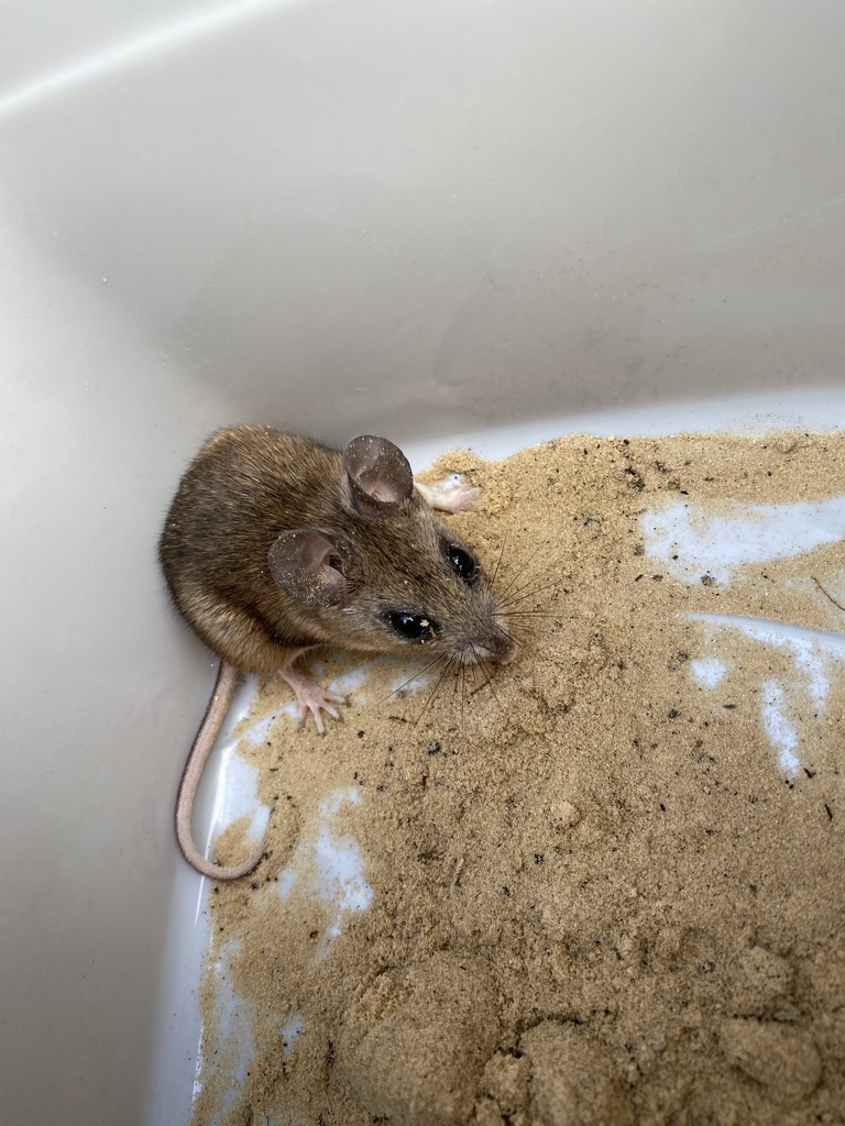 Florida Mouse