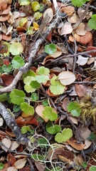 Hydrocotyle microphylla