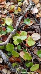 Hydrocotyle microphylla