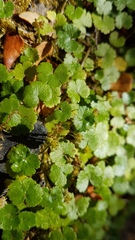 Hydrocotyle microphylla