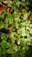 Hydrocotyle microphylla