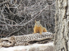 Sciurus nayaritensis