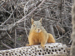 Sciurus nayaritensis