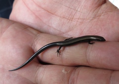 Panaspis wahlbergii