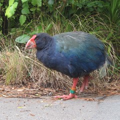 Porphyrio hochstetteri