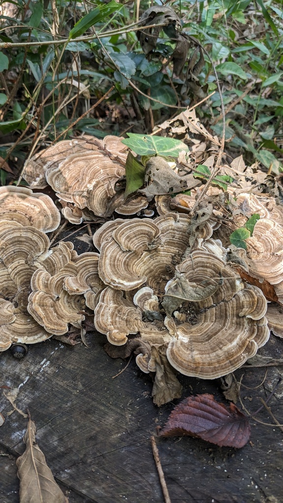 Trametes betulina · October 2023 · photo: © atsushi_nakajima_cirque (iNaturalist, cc-by)