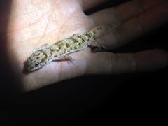 Pachydactylus capensis