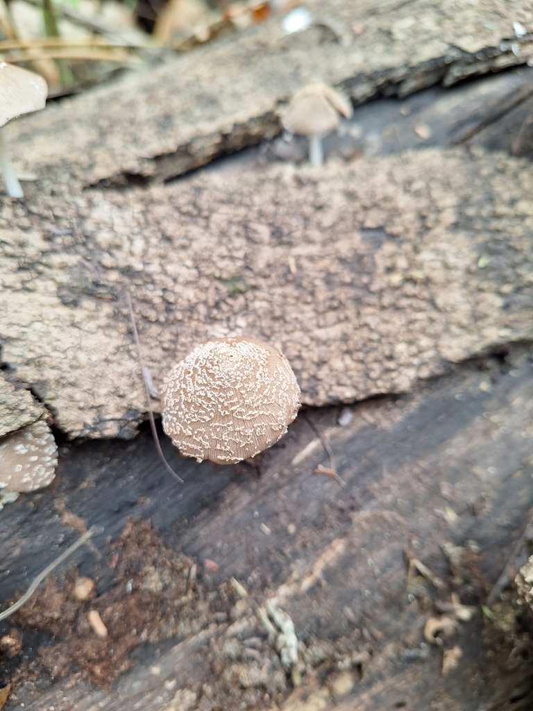 Coprinellus domesticus · September 2023 · photo: © gonsaro (iNaturalist, cc-by)