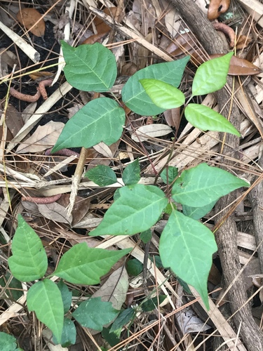 Toxicodendron radicans image