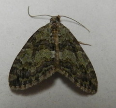 Hydriomena transfigurata
