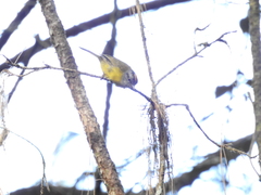Myiothlypis coronata