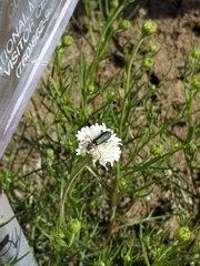 Chaenactis fremontii