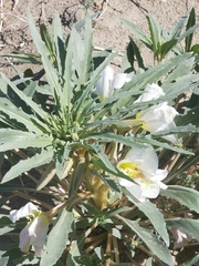 Oenothera deltoides