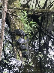 Pseudemys peninsularis