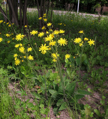 Hieracium sylvularum
