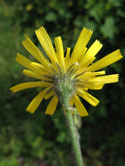 Hieracium sylvularum