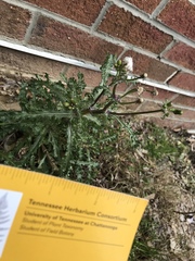 Angiospermae
