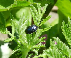 Sehirus cinctus albonotatus