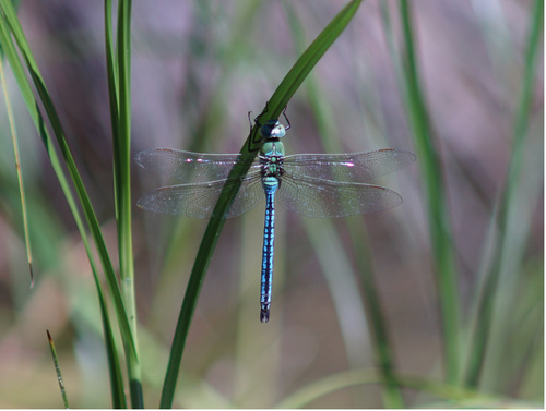 Emperor dragonfly