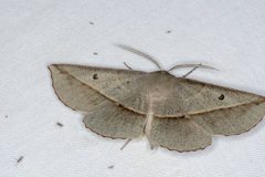 Phallaria ophiusaria