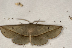 Phallaria ophiusaria