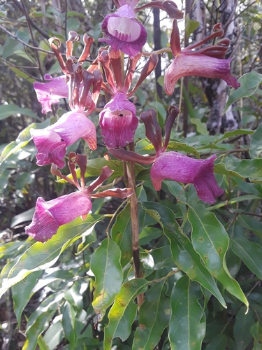 Galeandra lagoensis