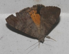 Oxyodes tricolor