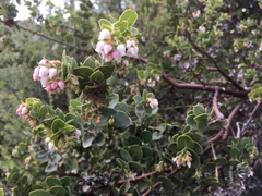 Arctostaphylos purissima