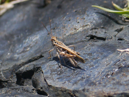 Grasshopper
