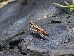 Oedaleus abruptus