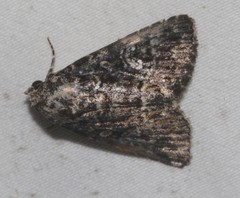Condica aroana