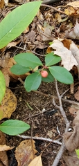 Gaultheria procumbens image